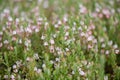 Large cranberry Vaccinium macrocarpon, field of flowering plants